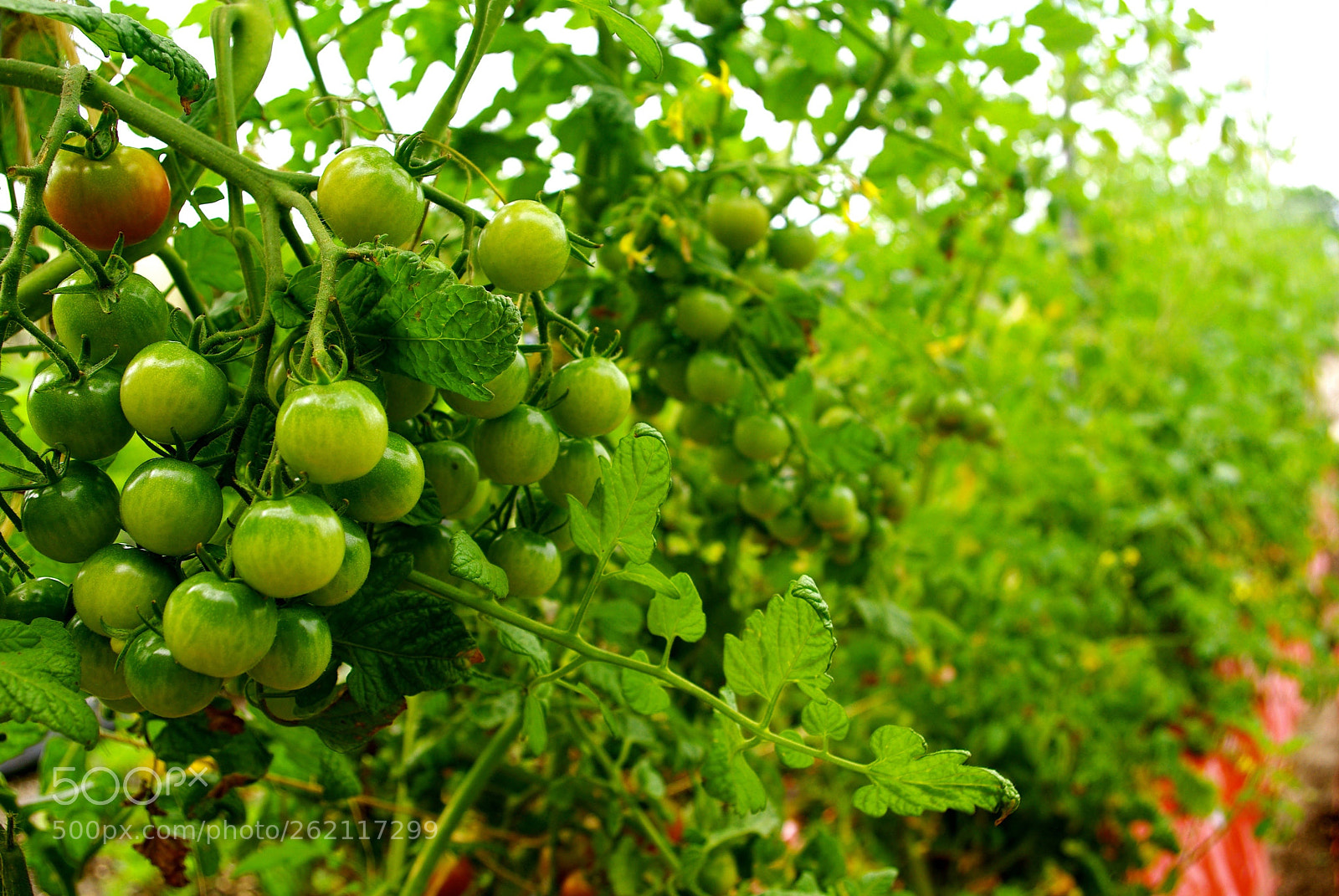 Pentax K200D sample photo. Ready for us? photography