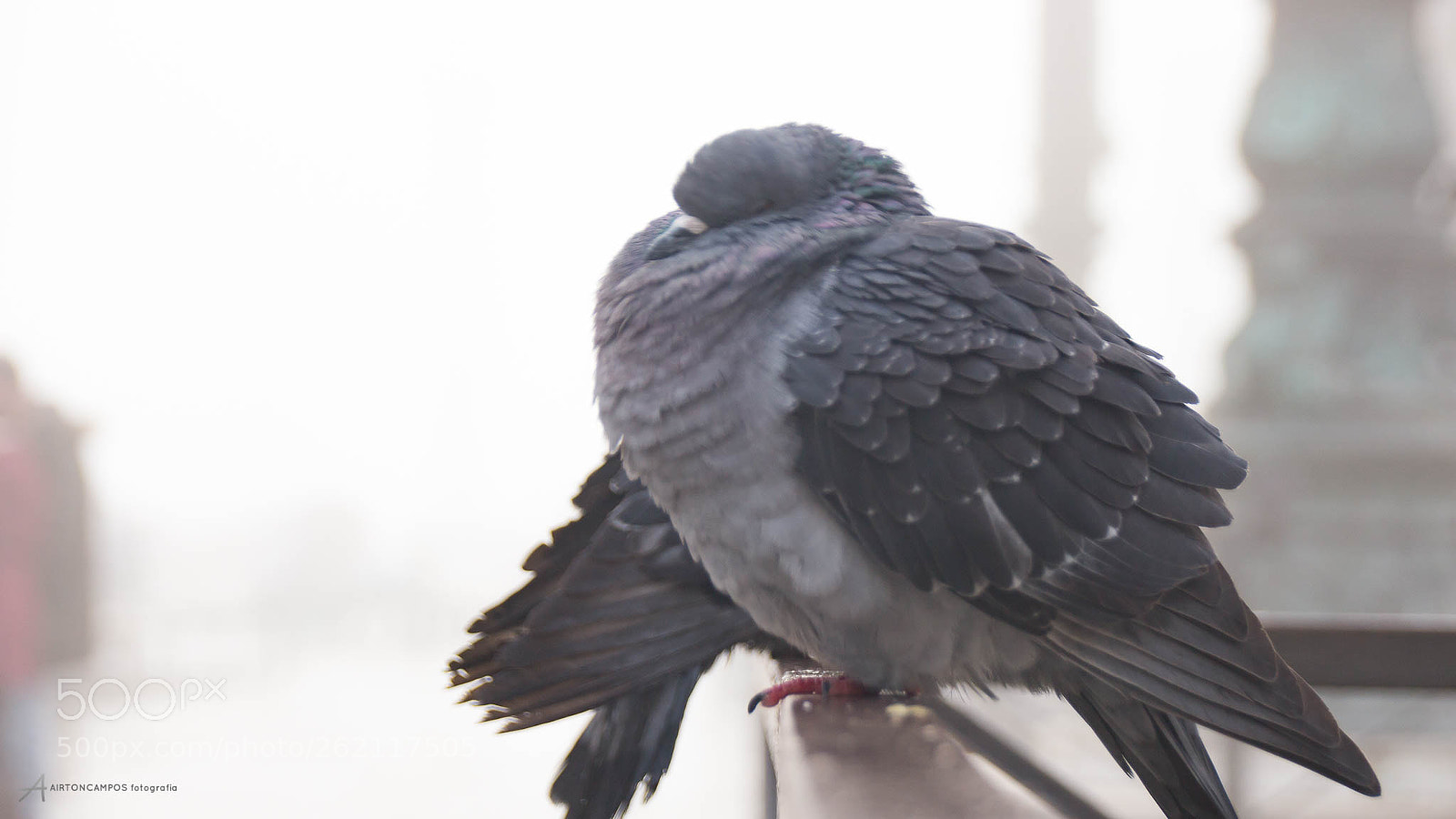 Canon EOS 700D (EOS Rebel T5i / EOS Kiss X7i) sample photo. Img photography