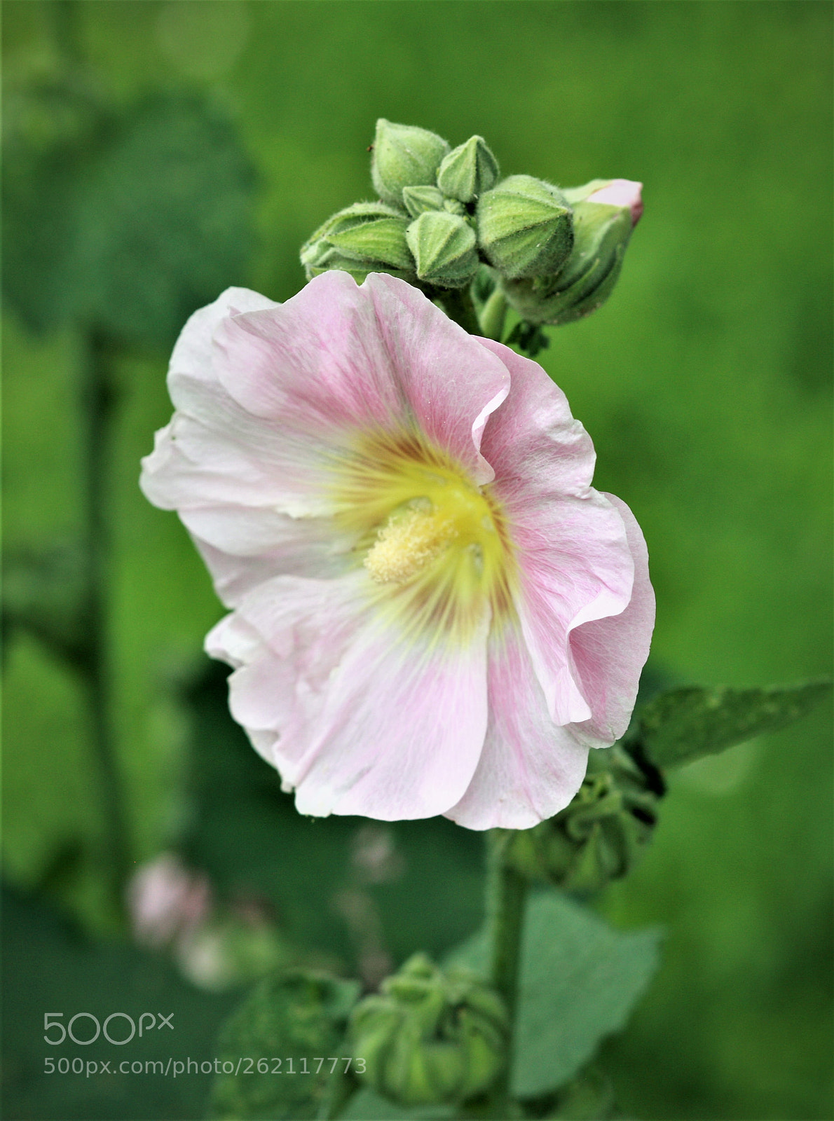 Canon EOS-1Ds Mark III sample photo. Z photography