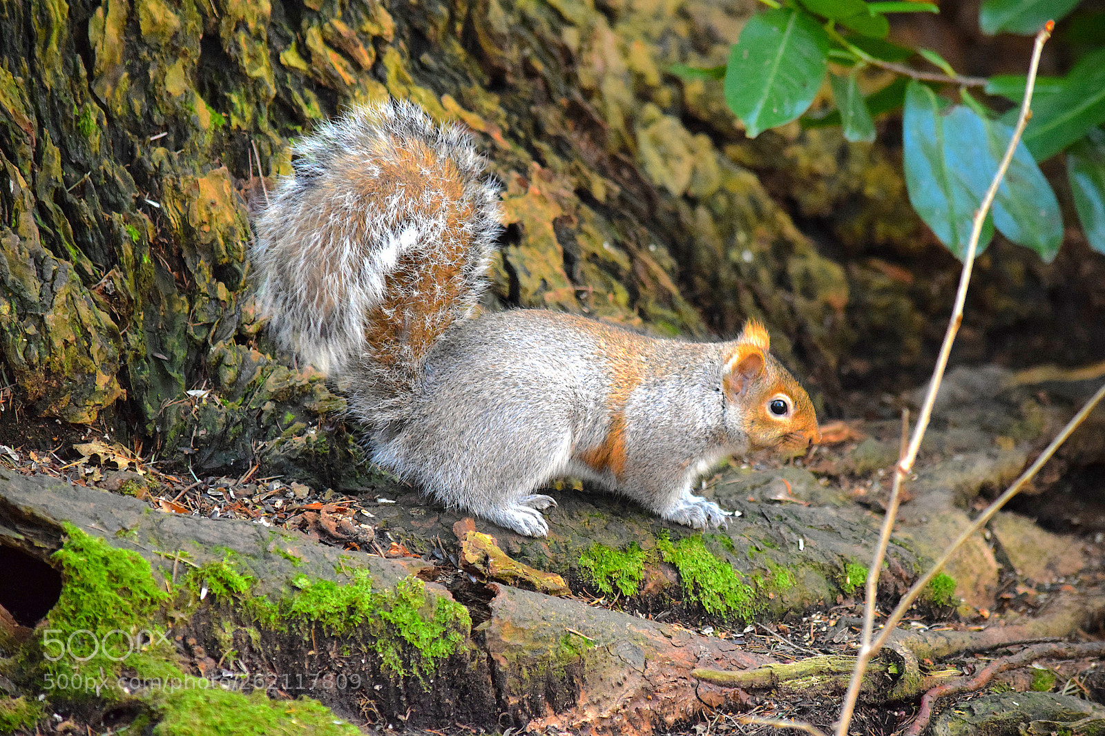 Nikon D3300 sample photo. Squirrel photography