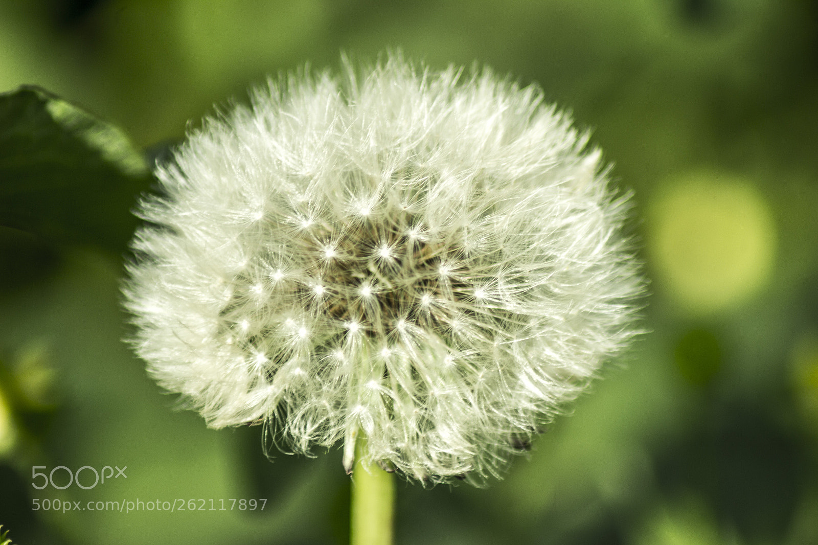 Canon EOS 600D (Rebel EOS T3i / EOS Kiss X5) sample photo. Dandelion photography