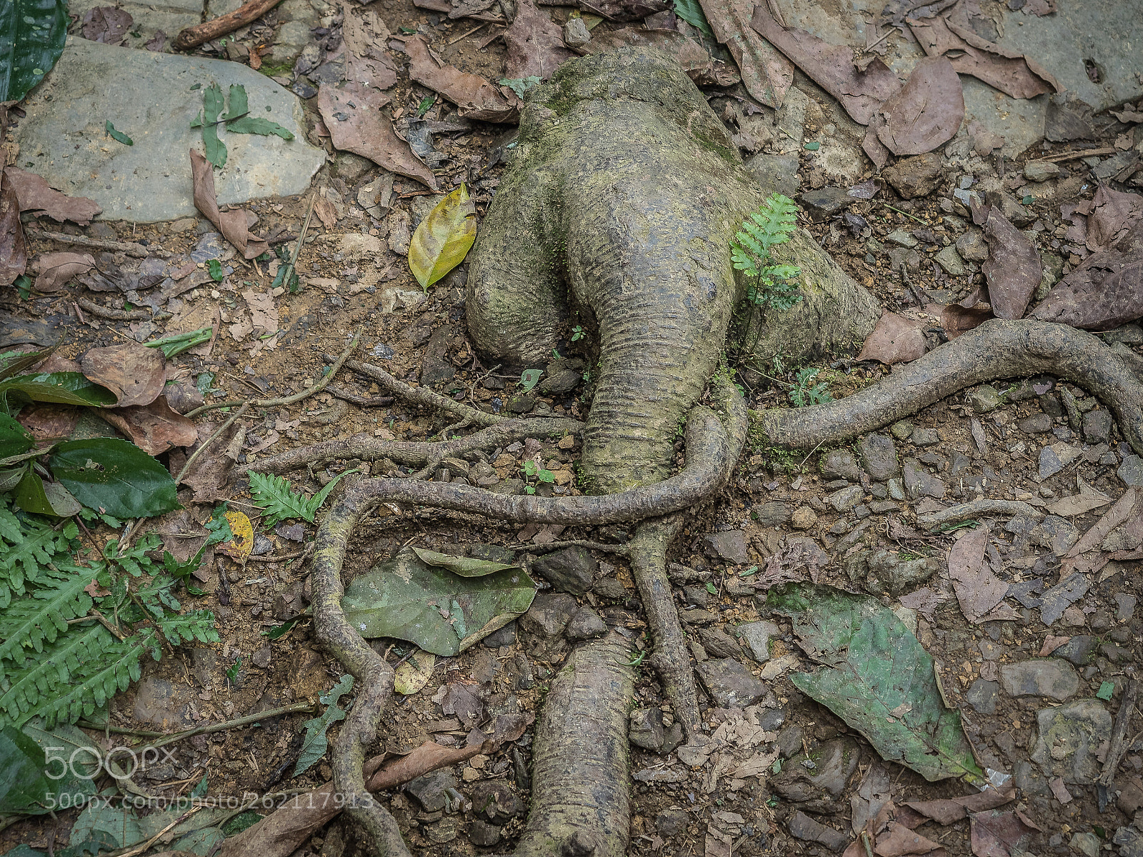 Olympus OM-D E-M5 II sample photo. Sleeping elephant photography