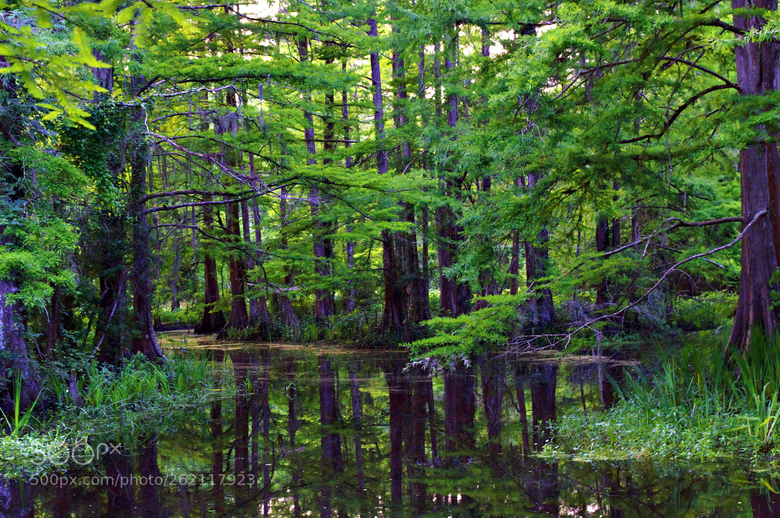 Nikon D3200 sample photo. Green everywhere photography