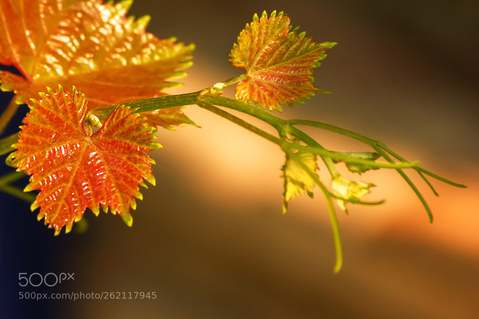 Sony Alpha DSLR-A290 sample photo. Young grape leaves photography