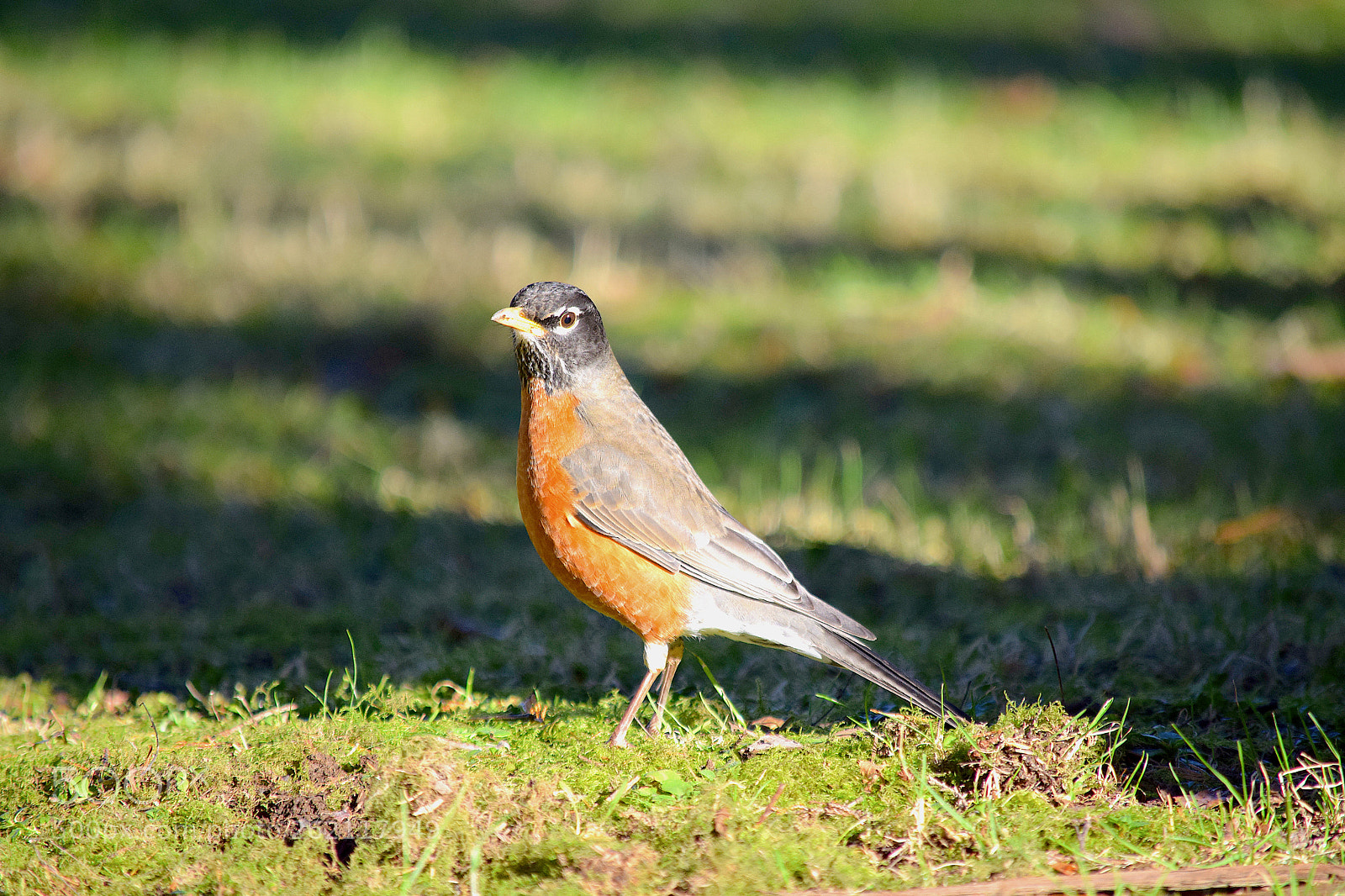 Nikon D3300 sample photo. Robin photography