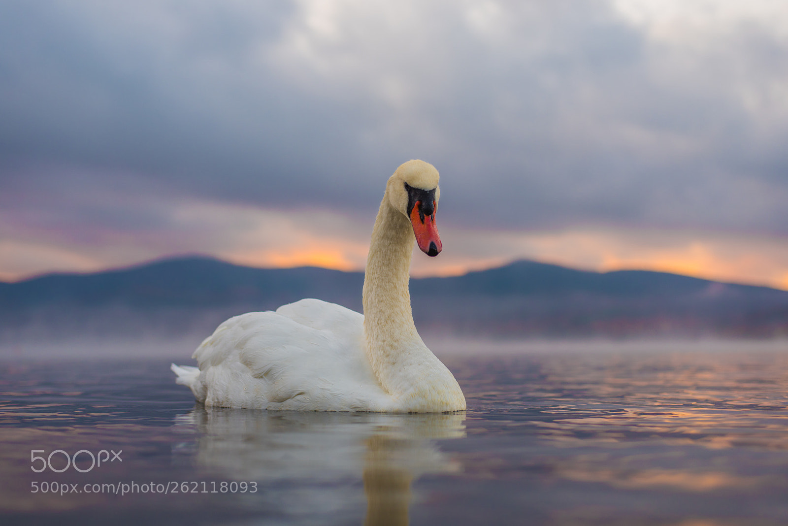 Nikon D750 sample photo. White swan at lake photography
