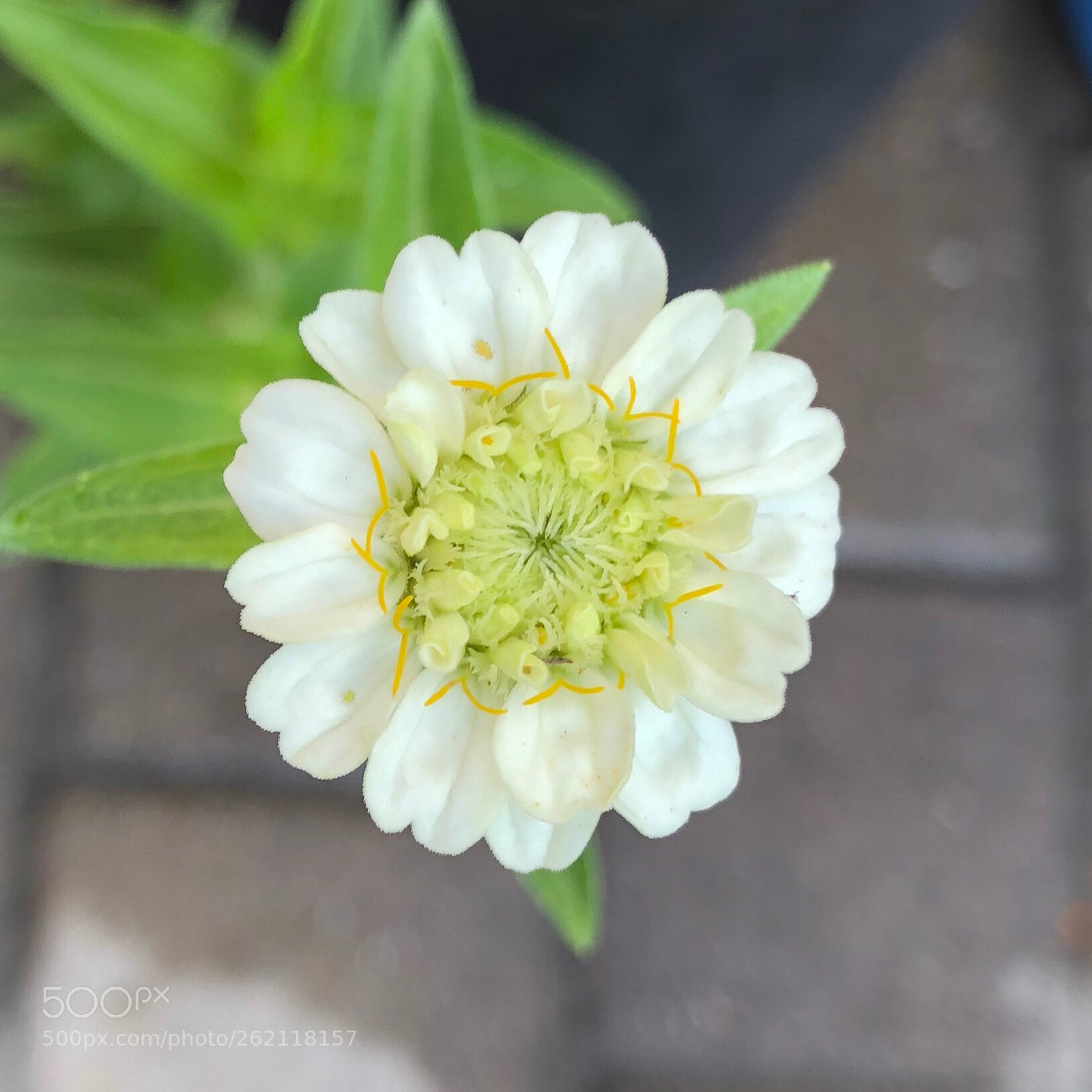 Apple iPhone 8 Plus sample photo. Flower iii photography