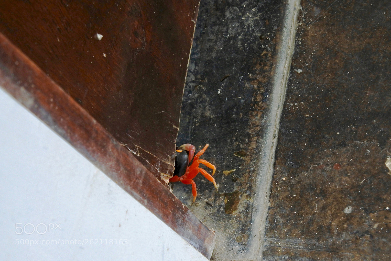 Nikon 1 J5 sample photo. Red crab photography