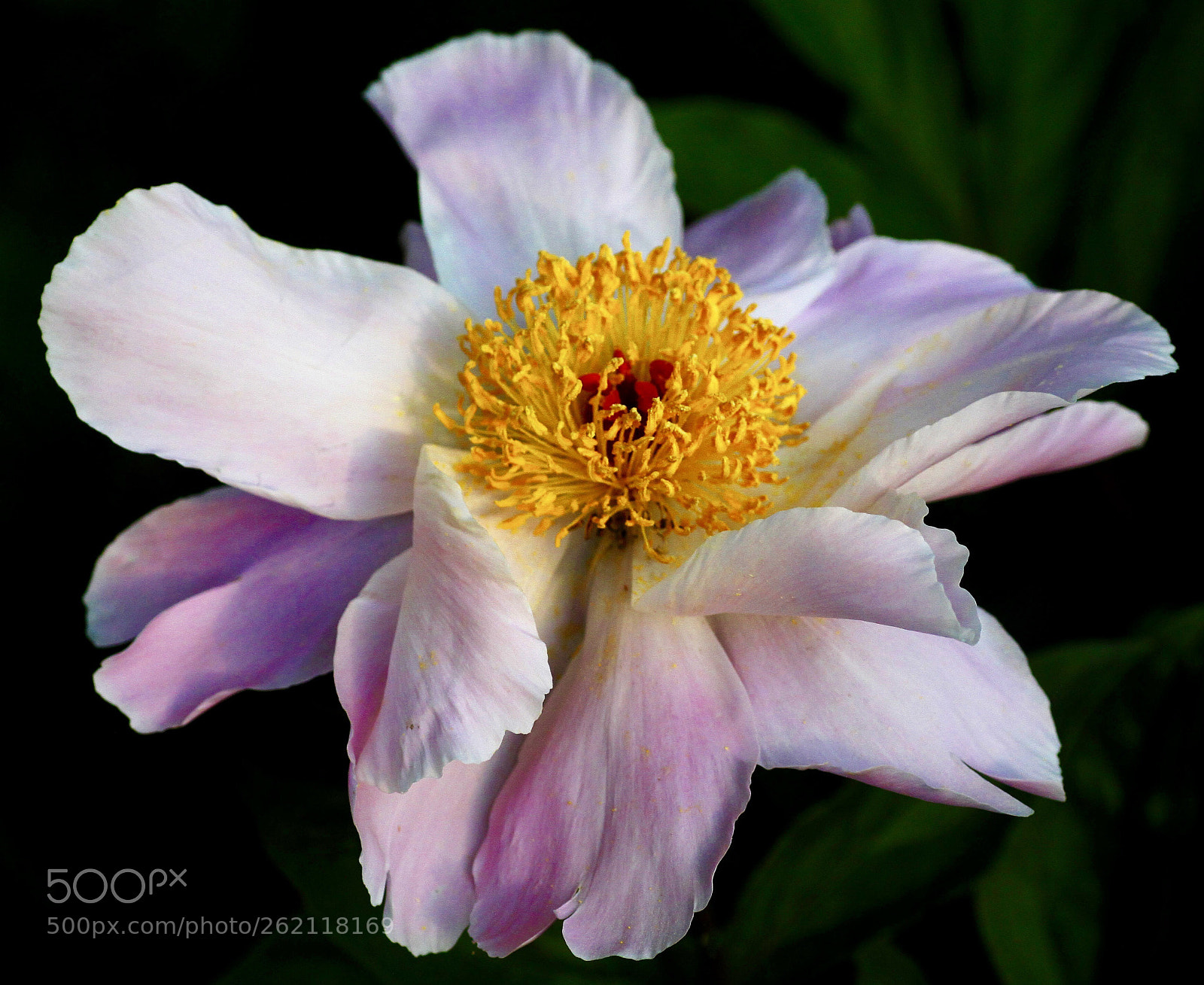Canon EOS 50D sample photo. Peony photography