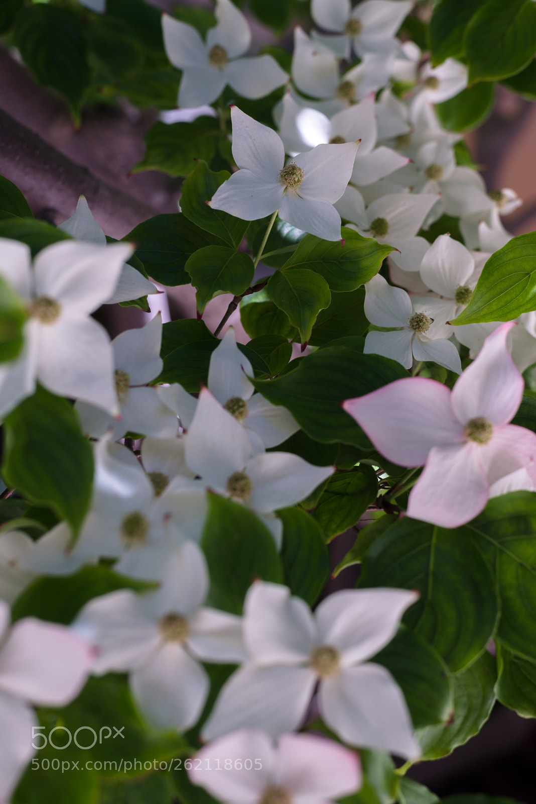 Nikon D610 sample photo. Cornus nuttallii photography