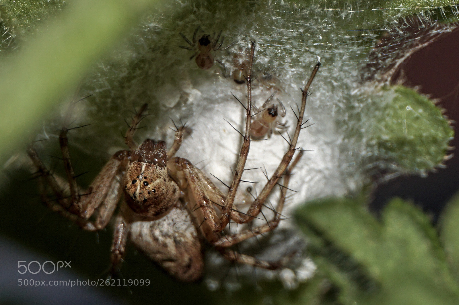 Sony a6300 sample photo. Mama and baby spiders photography