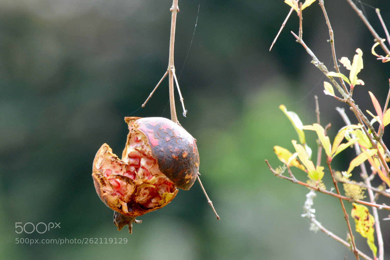 Nikon D7100 sample photo. Untitled photography