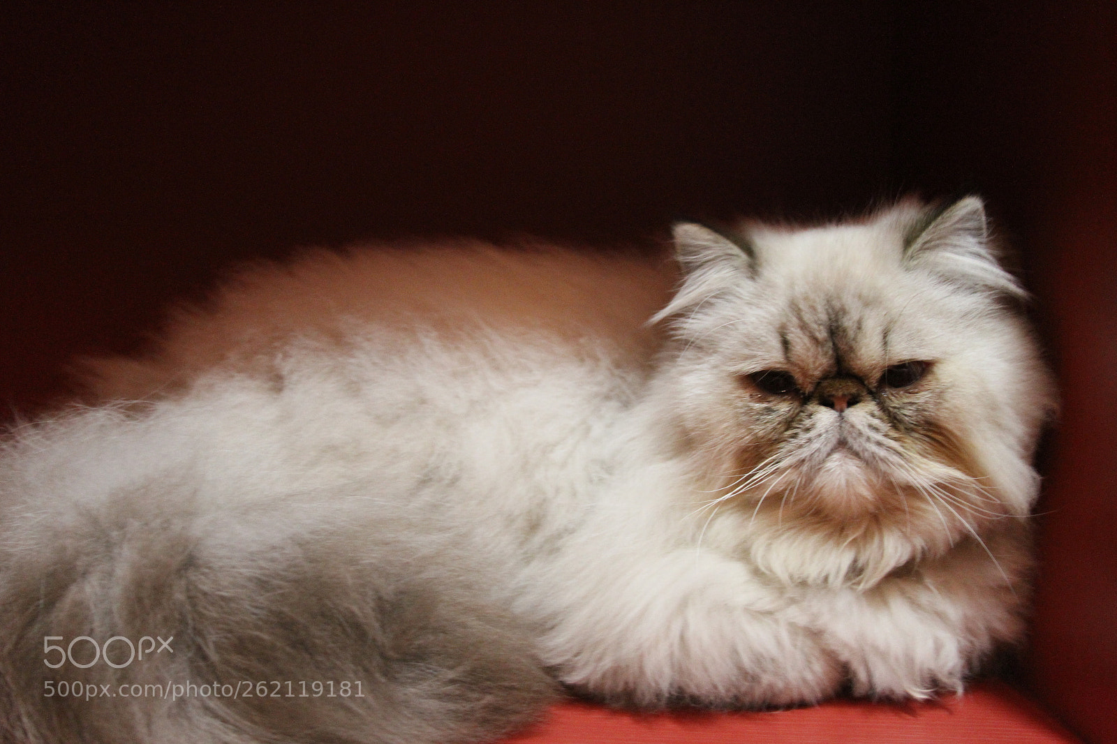 Canon EF 28-135mm F3.5-5.6 IS USM sample photo. Img photography