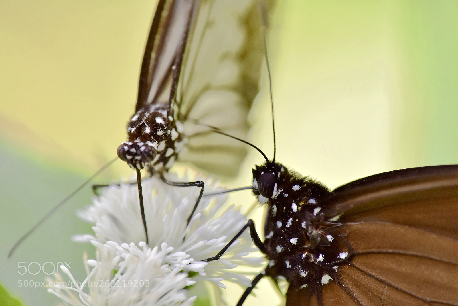 Nikon D810 sample photo. Untitled photography