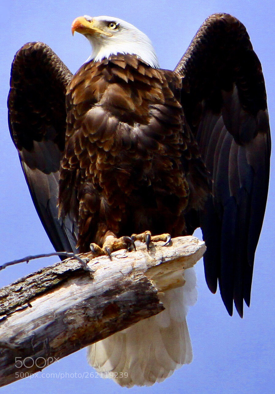 Canon EOS 50D sample photo. Bald eagle photography