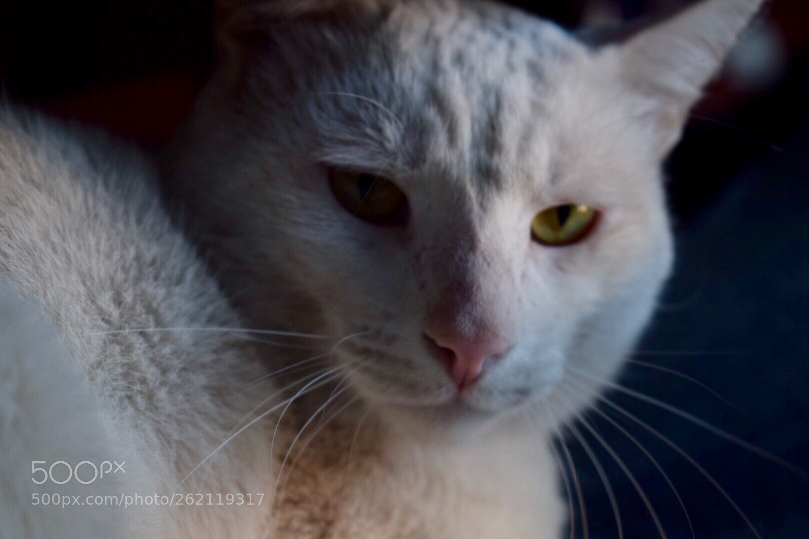 Nikon D5300 sample photo. The cat photography