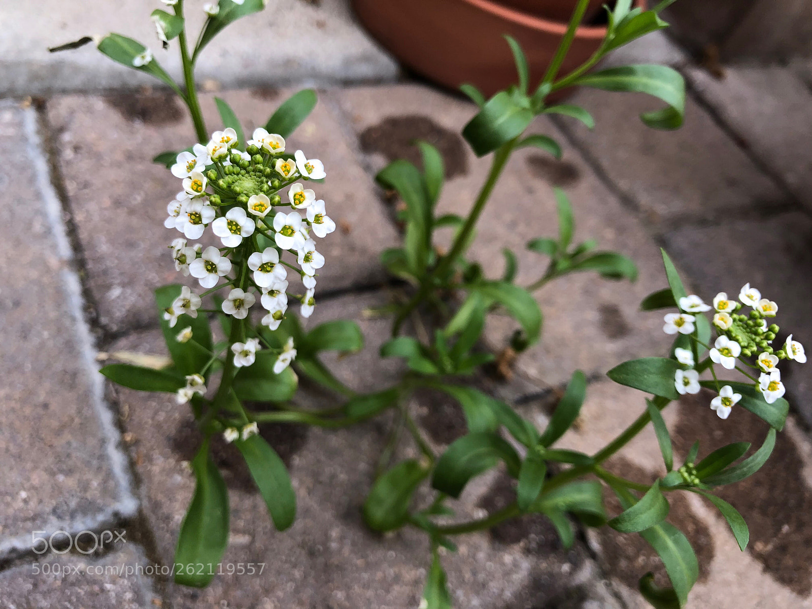 Apple iPhone 8 Plus sample photo. Flower iv photography