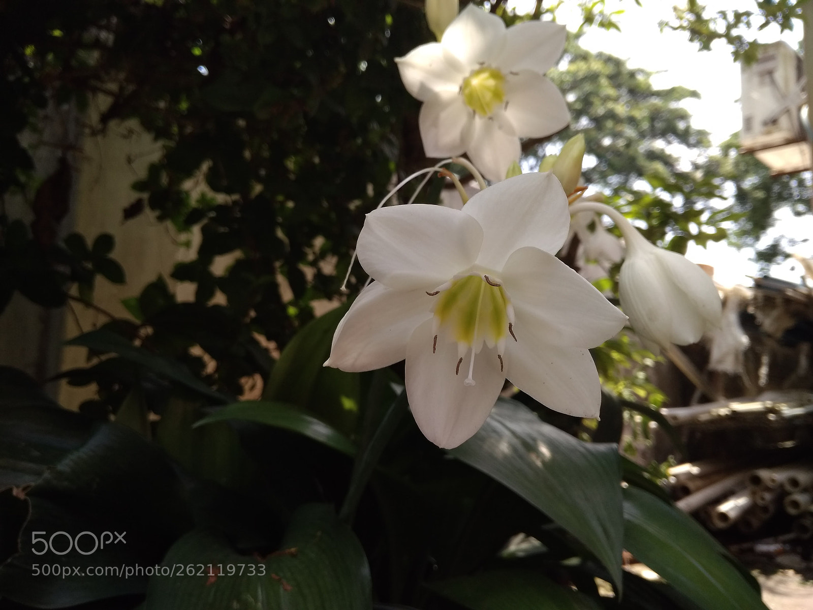 Xiaomi Redmi 4A sample photo. Untitled photography