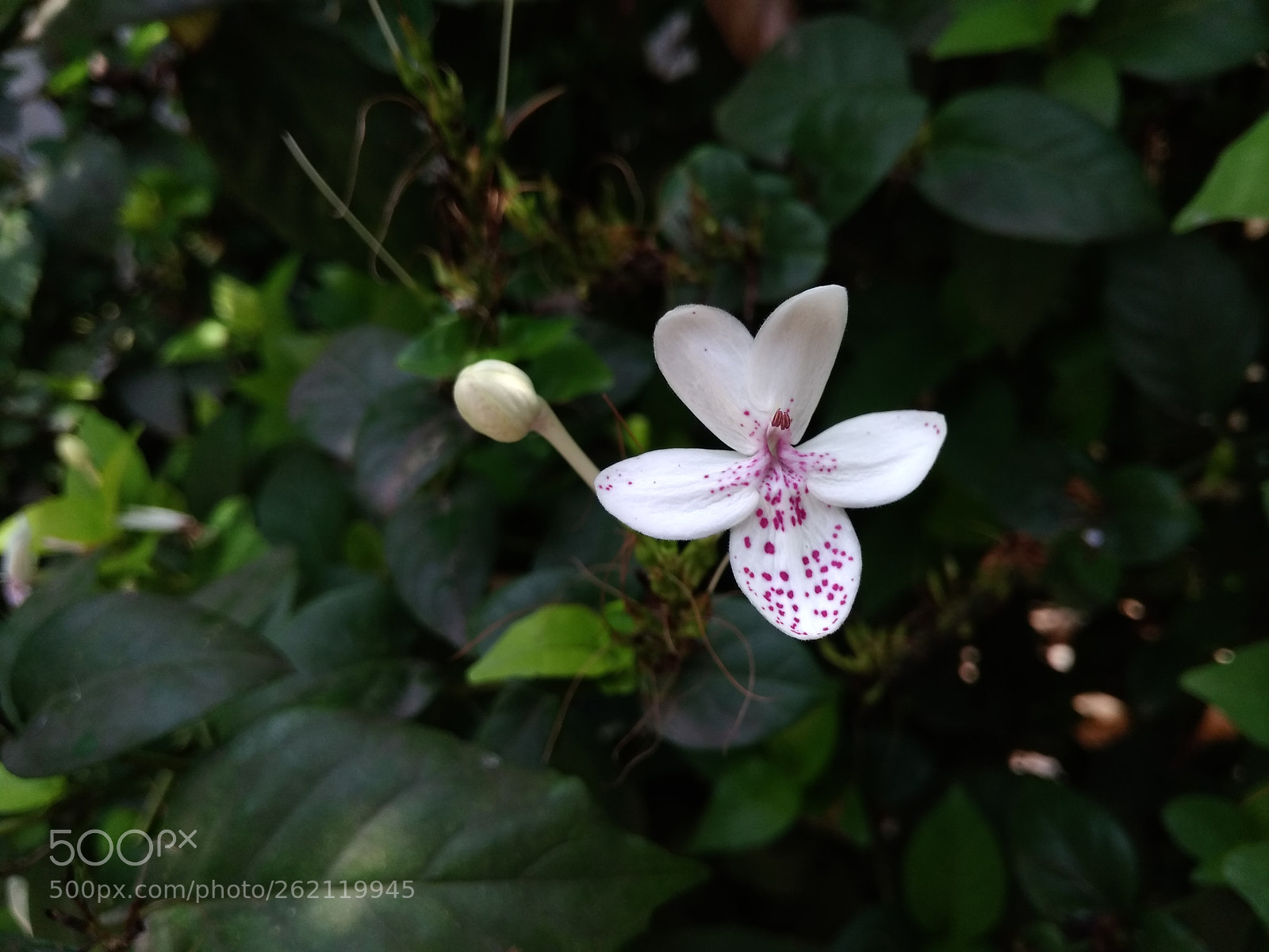Xiaomi Redmi 4A sample photo. Untitled photography