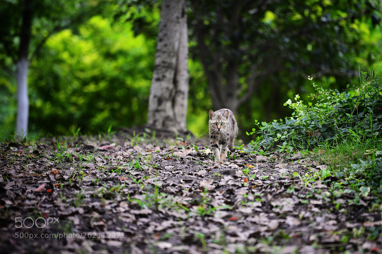 Nikon D610 sample photo. Untitled photography