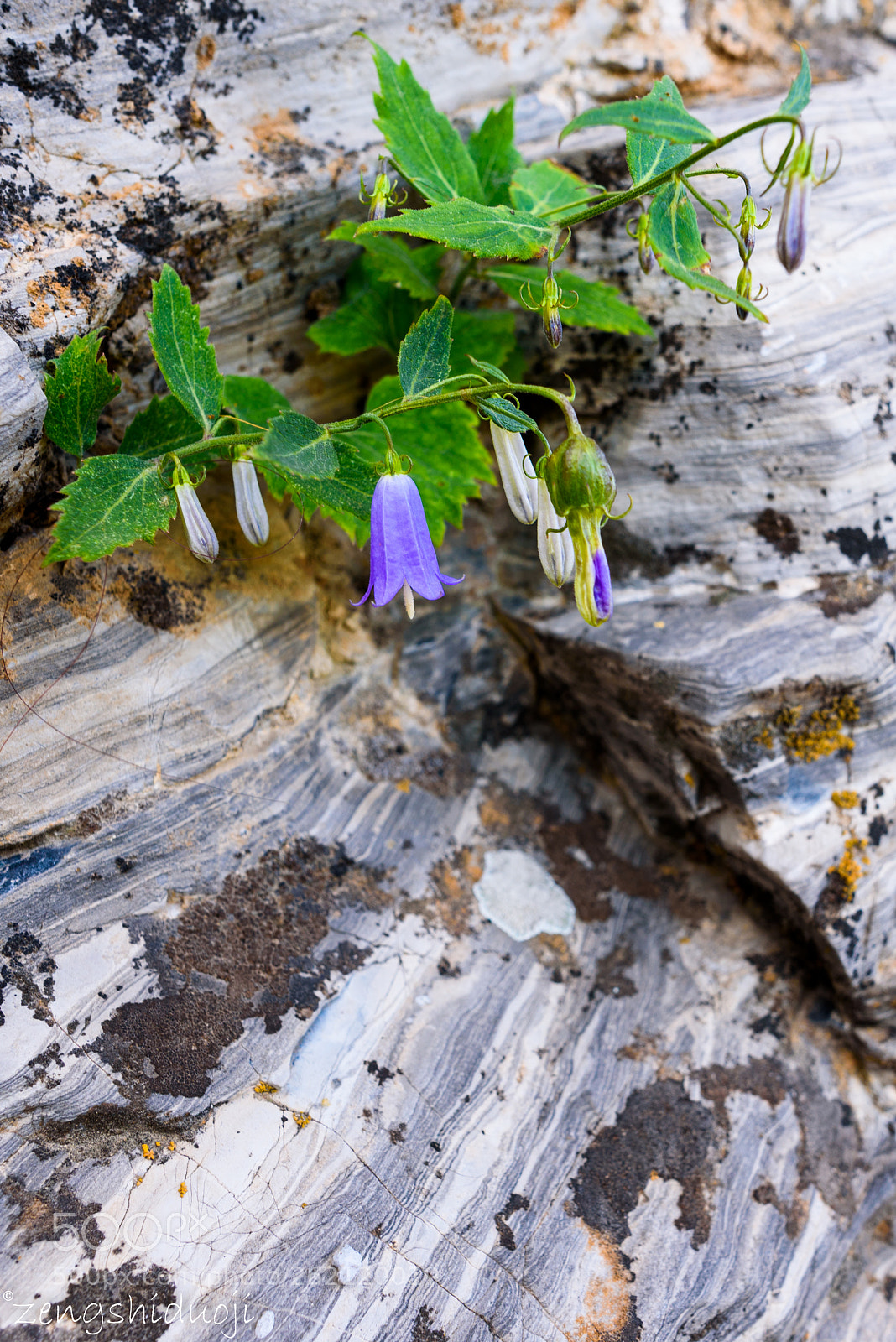 Nikon D750 sample photo. 顽强的生命 photography