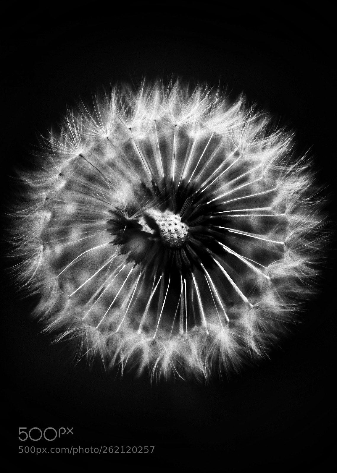 Canon EOS 80D sample photo. Dandelion photography