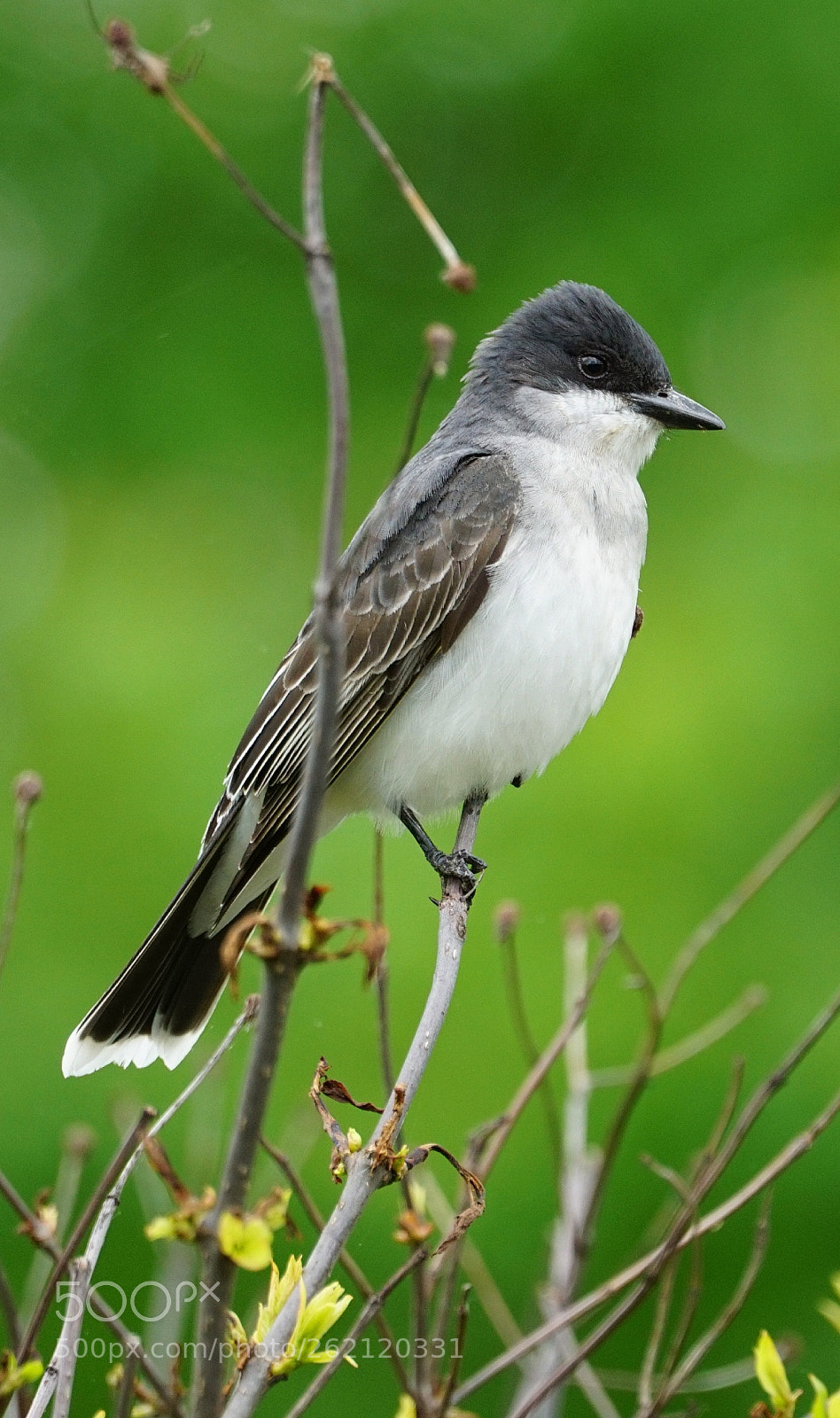 Sony a6000 sample photo. Eastern kingbird photography