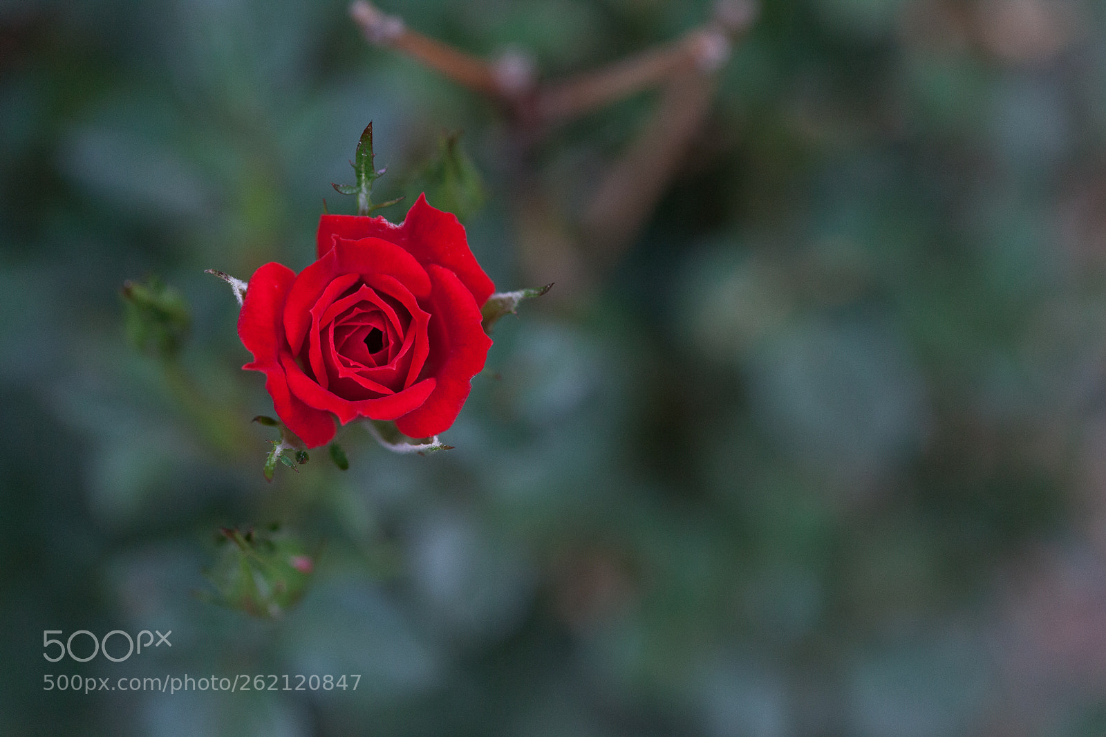 Canon EOS 5D Mark II sample photo. Rose photography