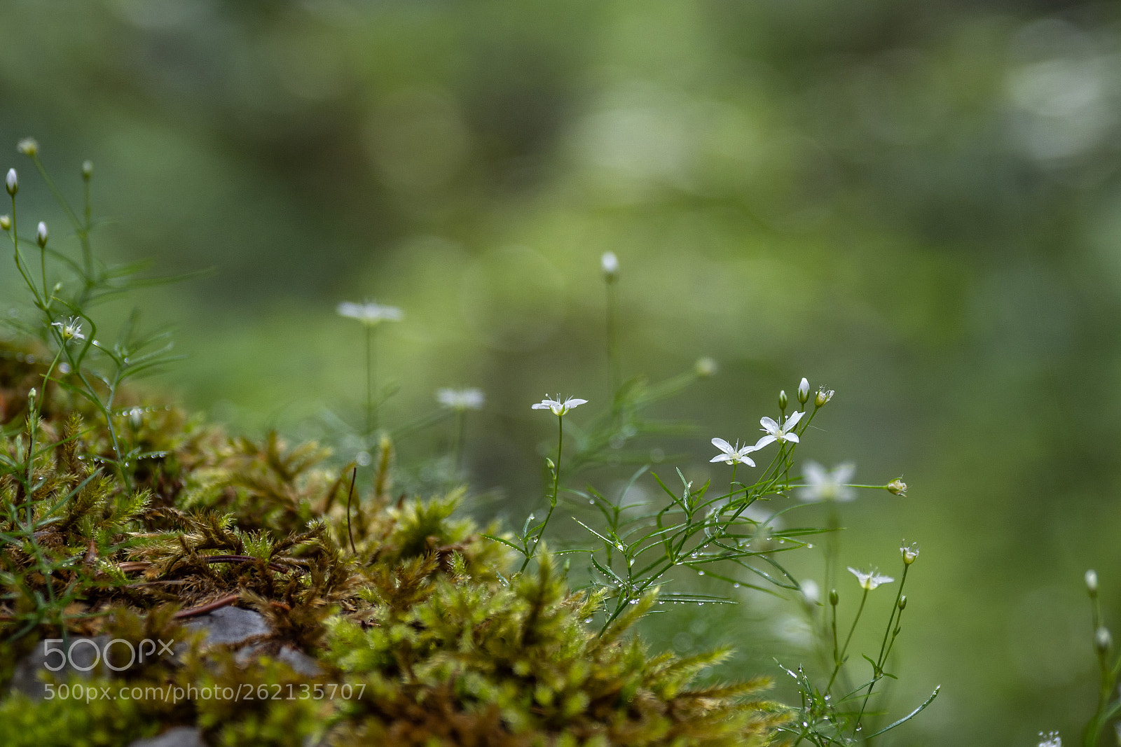 Olympus OM-D E-M1 Mark II sample photo. Sternmiere photography