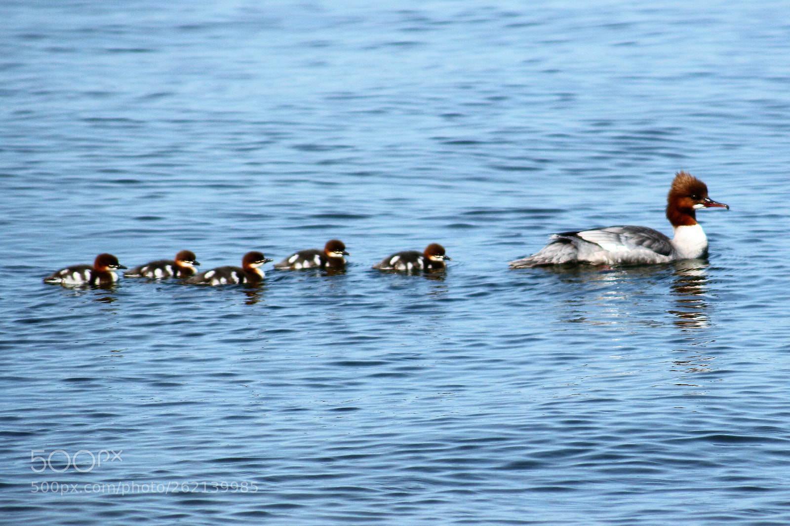 Canon EOS 100D (EOS Rebel SL1 / EOS Kiss X7) sample photo. A great-crested grebe with photography