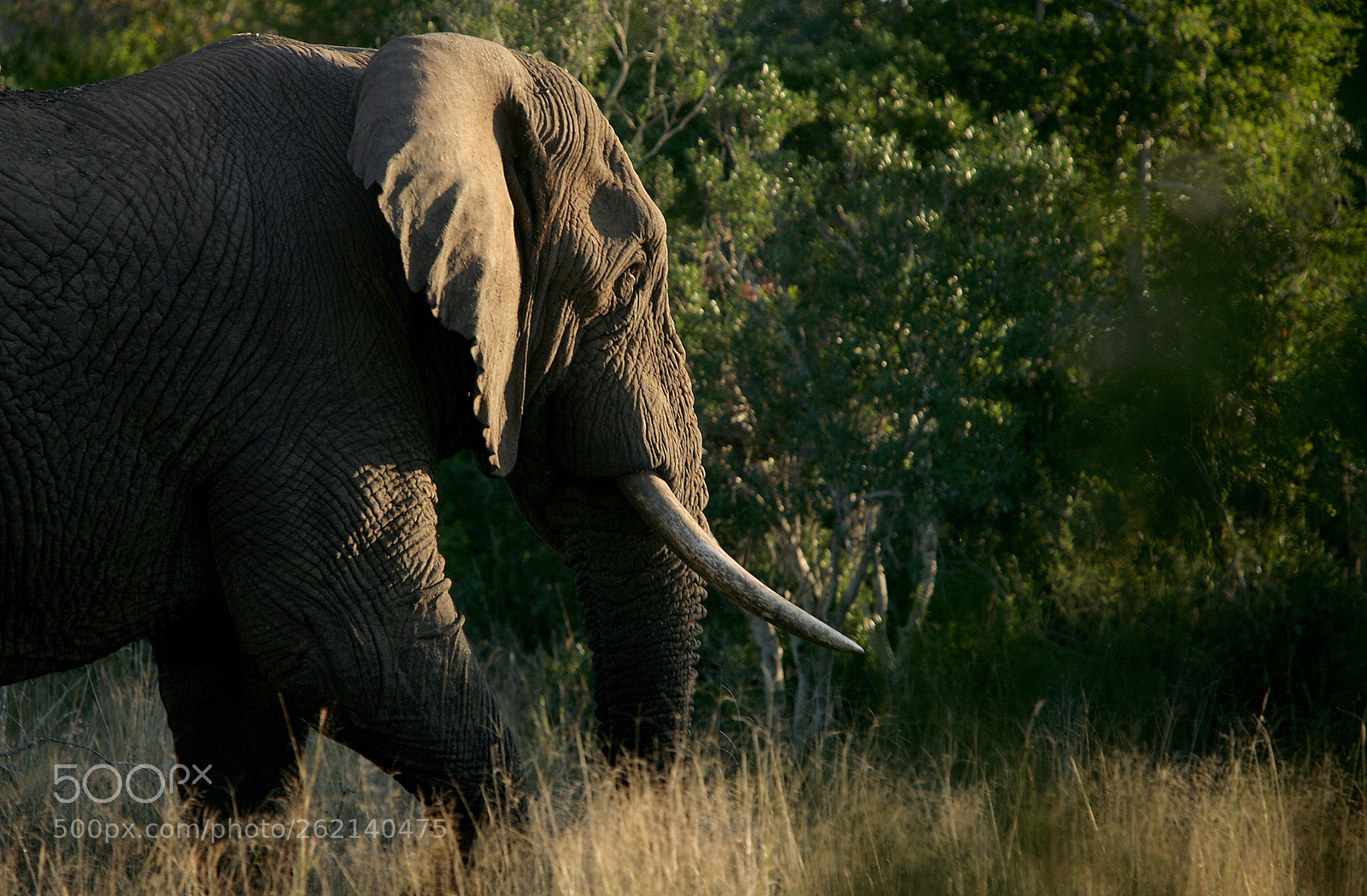 Canon EOS 5D sample photo. Elephant bull photography