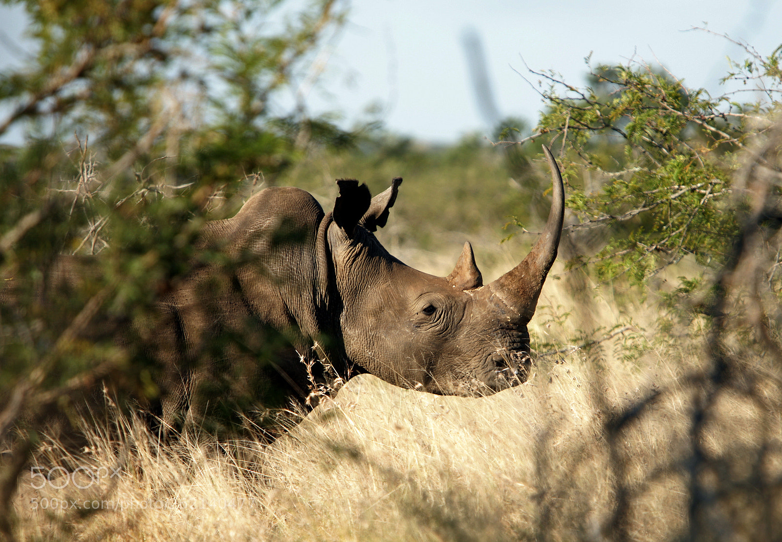 Canon EOS 5D sample photo. Rhino horn photography