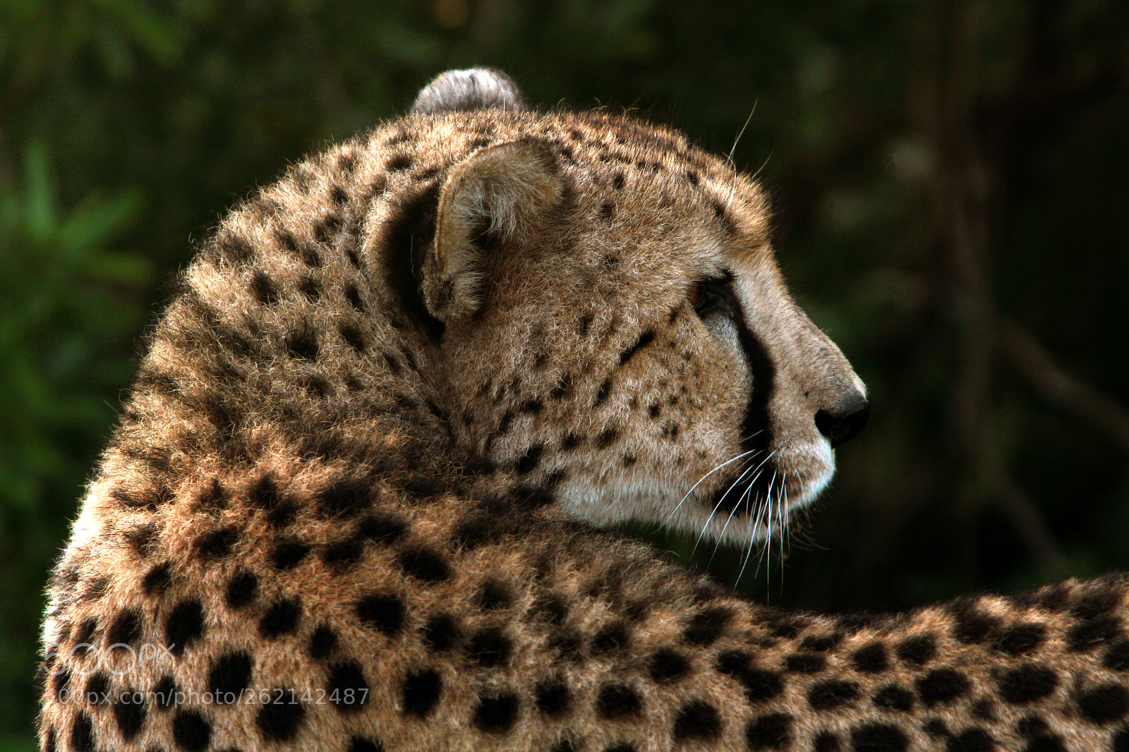 Canon EOS 7D sample photo. Cheetah stare photography