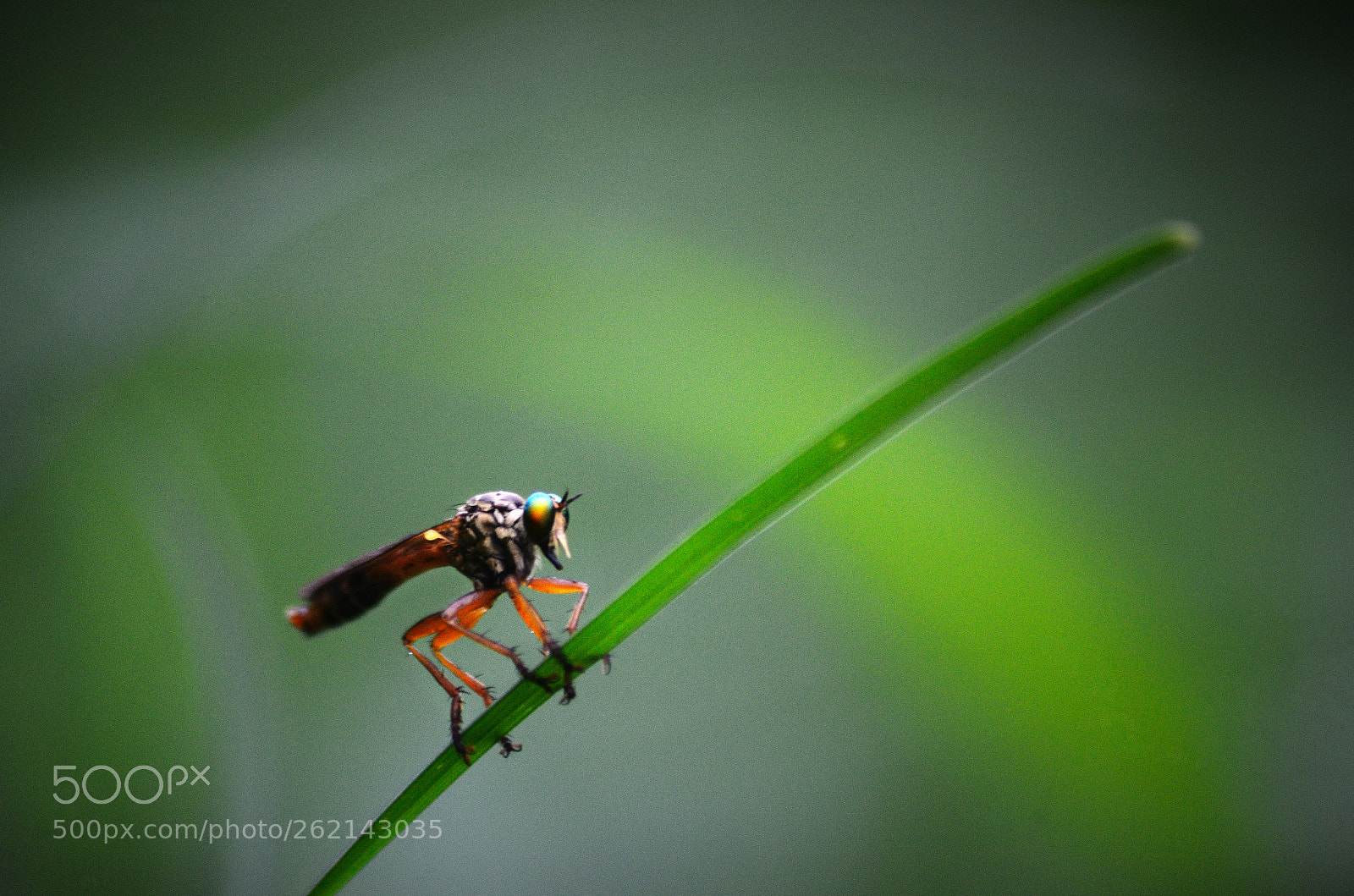 Nikon D5100 sample photo. ~robber fly~ photography