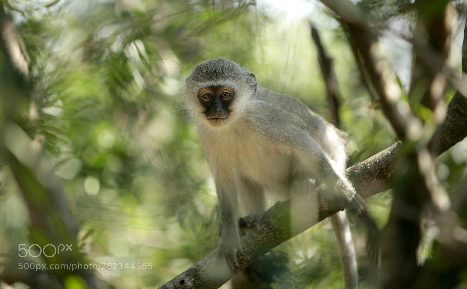Canon EOS 5D sample photo. Vervet monkey photography