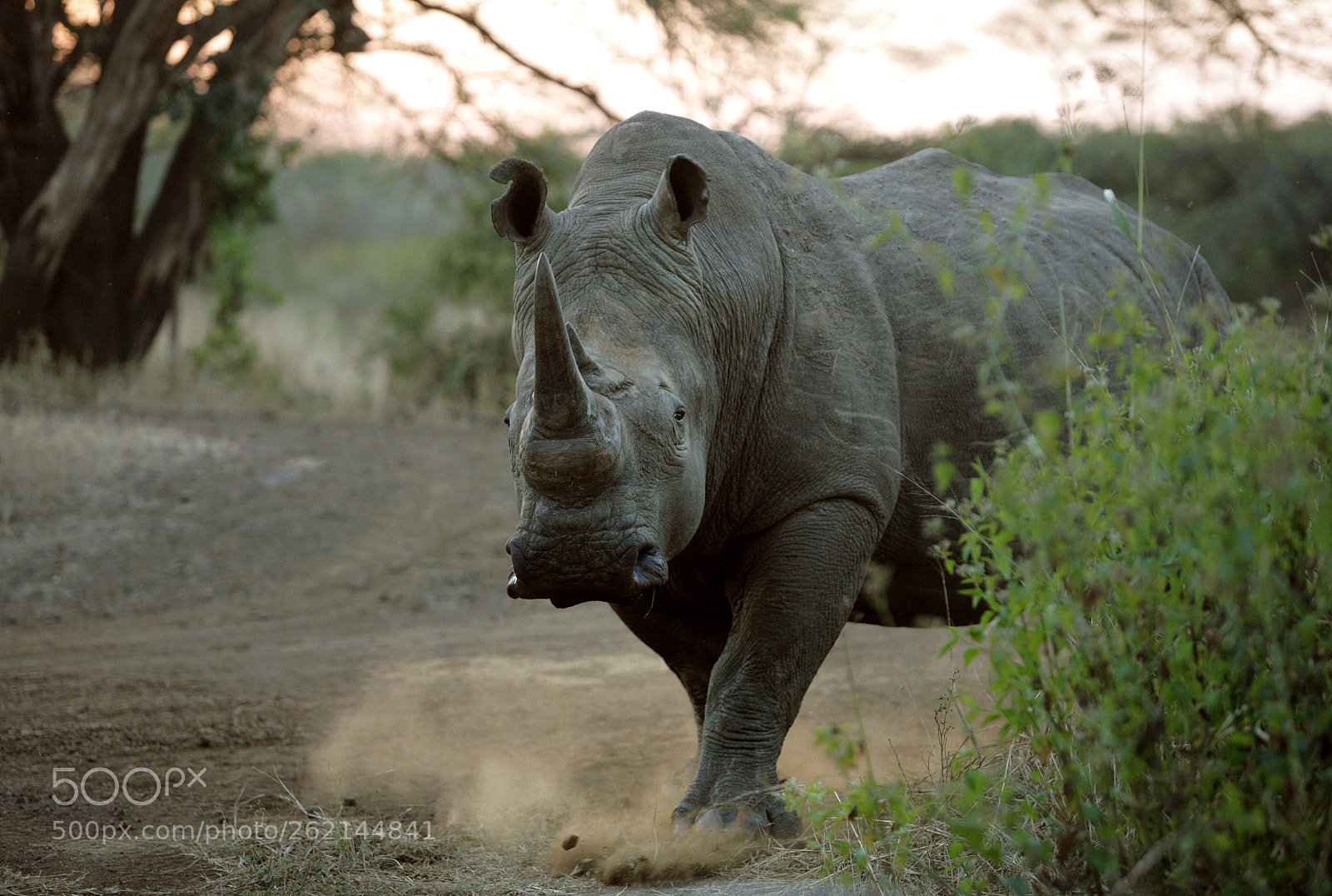 Canon EOS 5D sample photo. Rhino dust. photography
