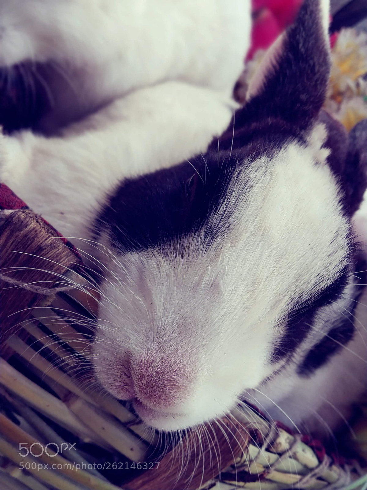 Xiaomi Redmi Note 5 Pro sample photo. Sleepy rabbit photography