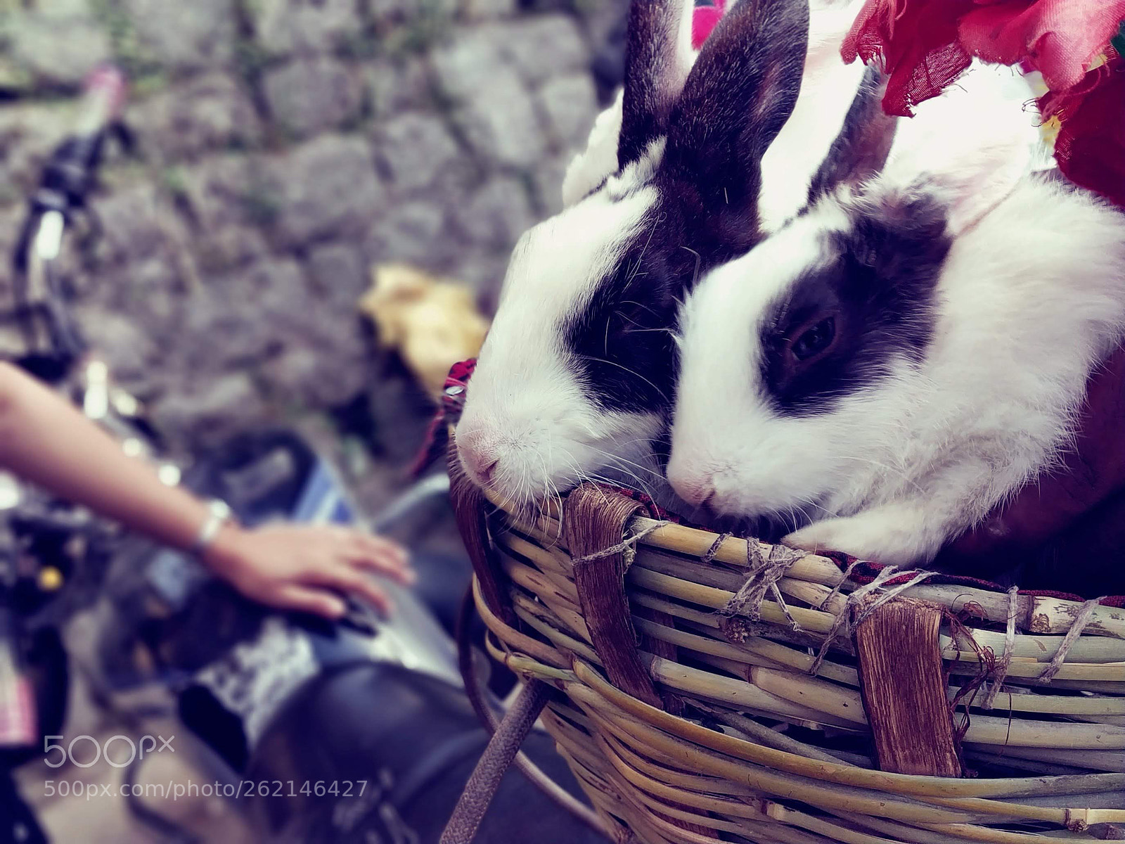 Xiaomi Redmi Note 5 Pro sample photo. Cute rabbits photography