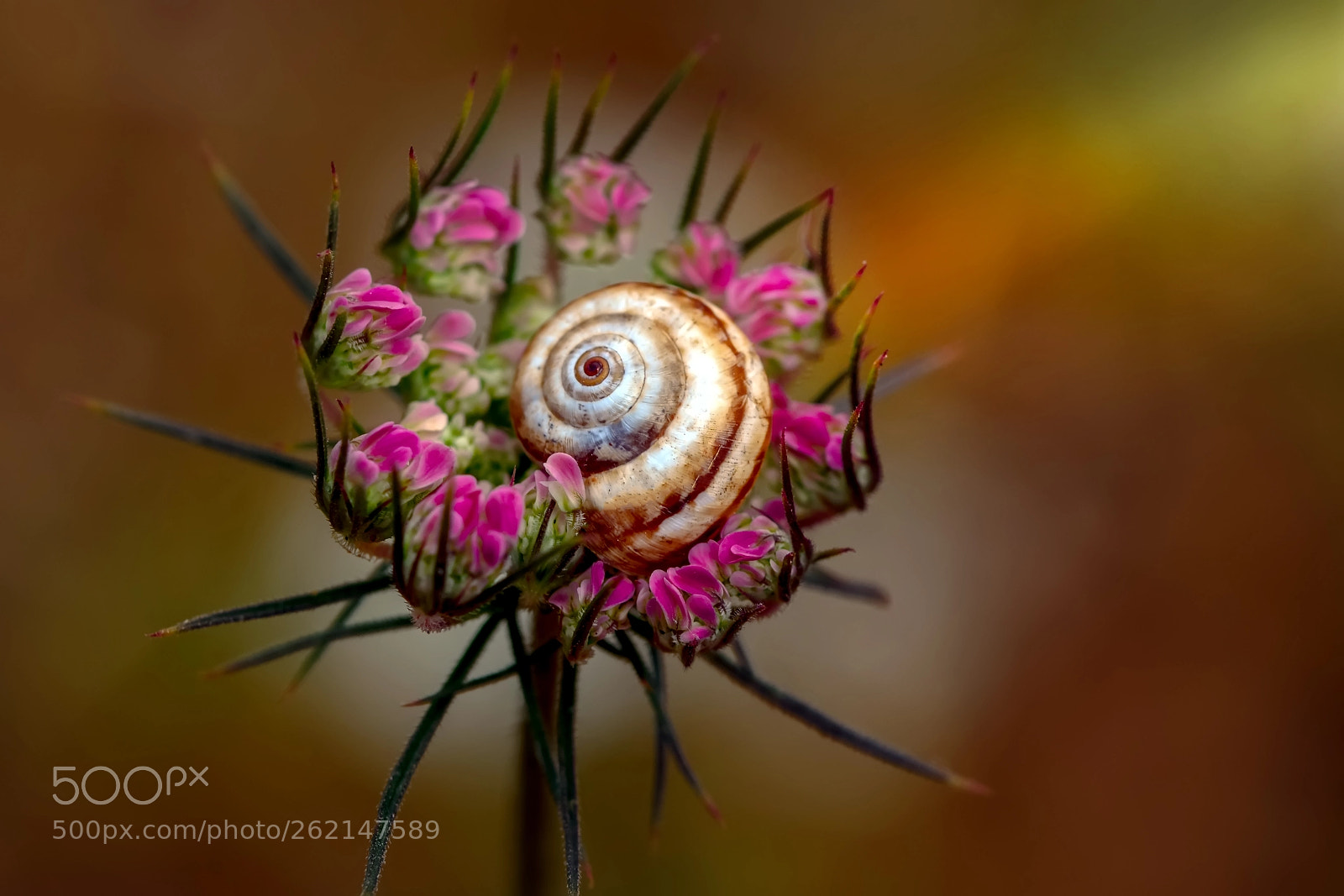 Nikon D7100 sample photo. Flower photography