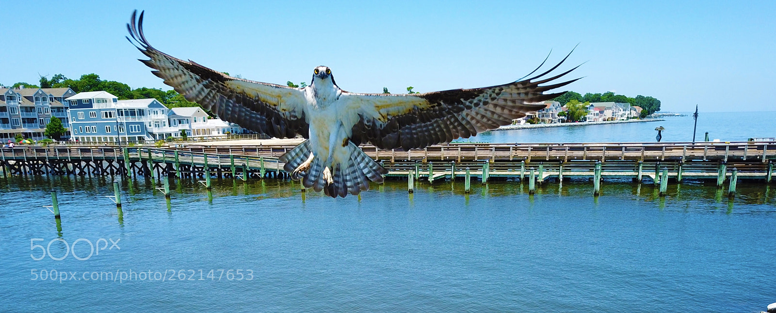 DJI FC220 sample photo. Bird's flight photography
