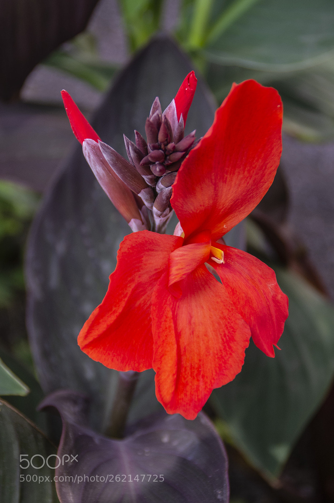 Pentax K-r sample photo. Fiore di aiuola photography