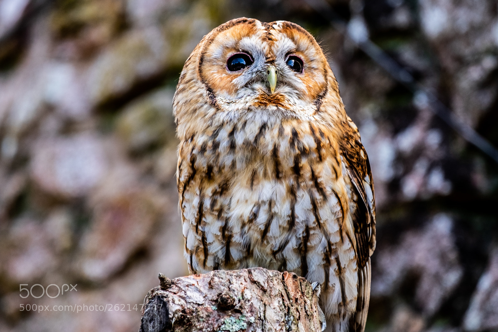 Fujifilm X-T1 sample photo. "tawny owl" photography