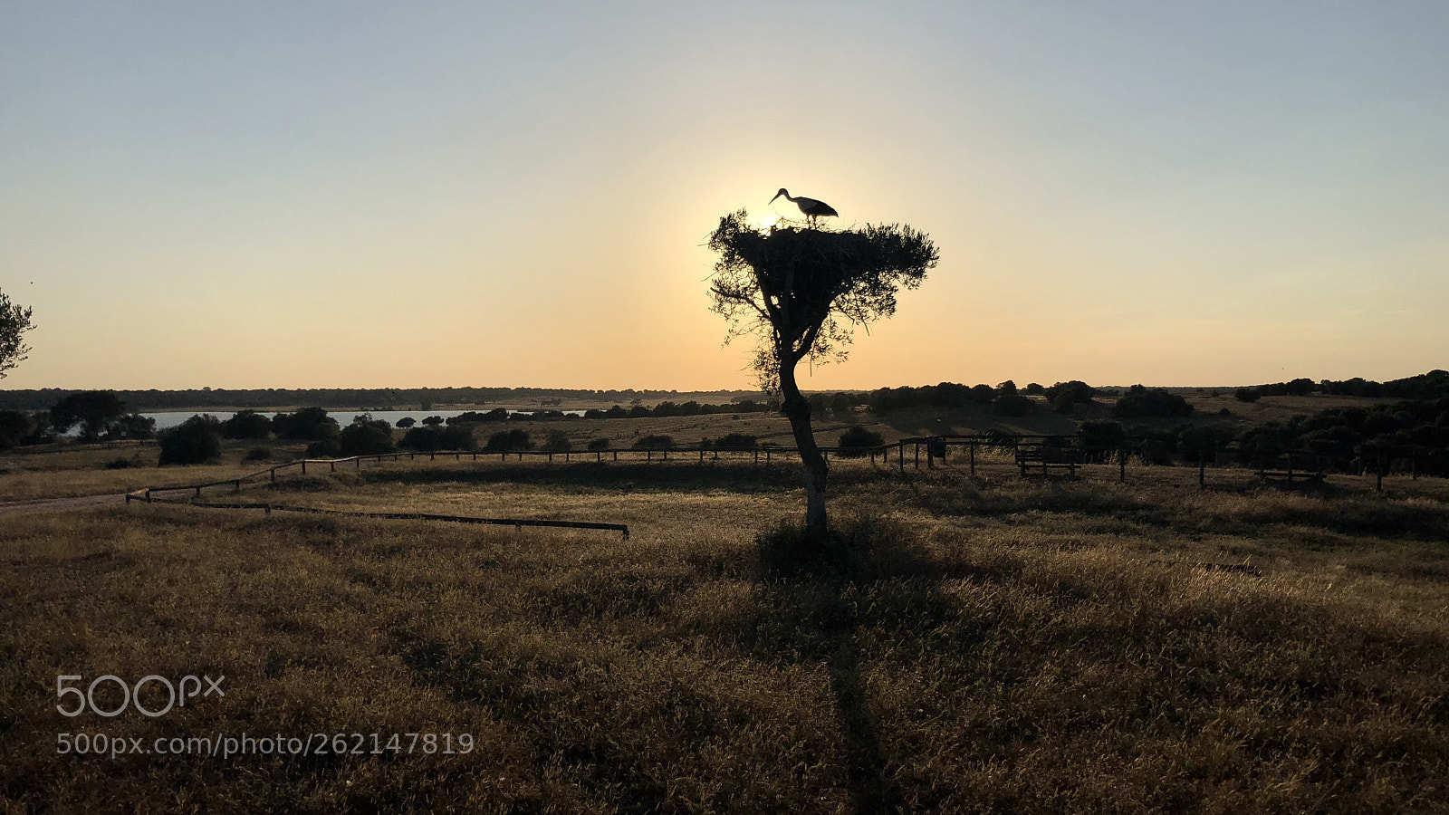 Apple iPhone 8 Plus sample photo. Andalusian stork - part 1 photography