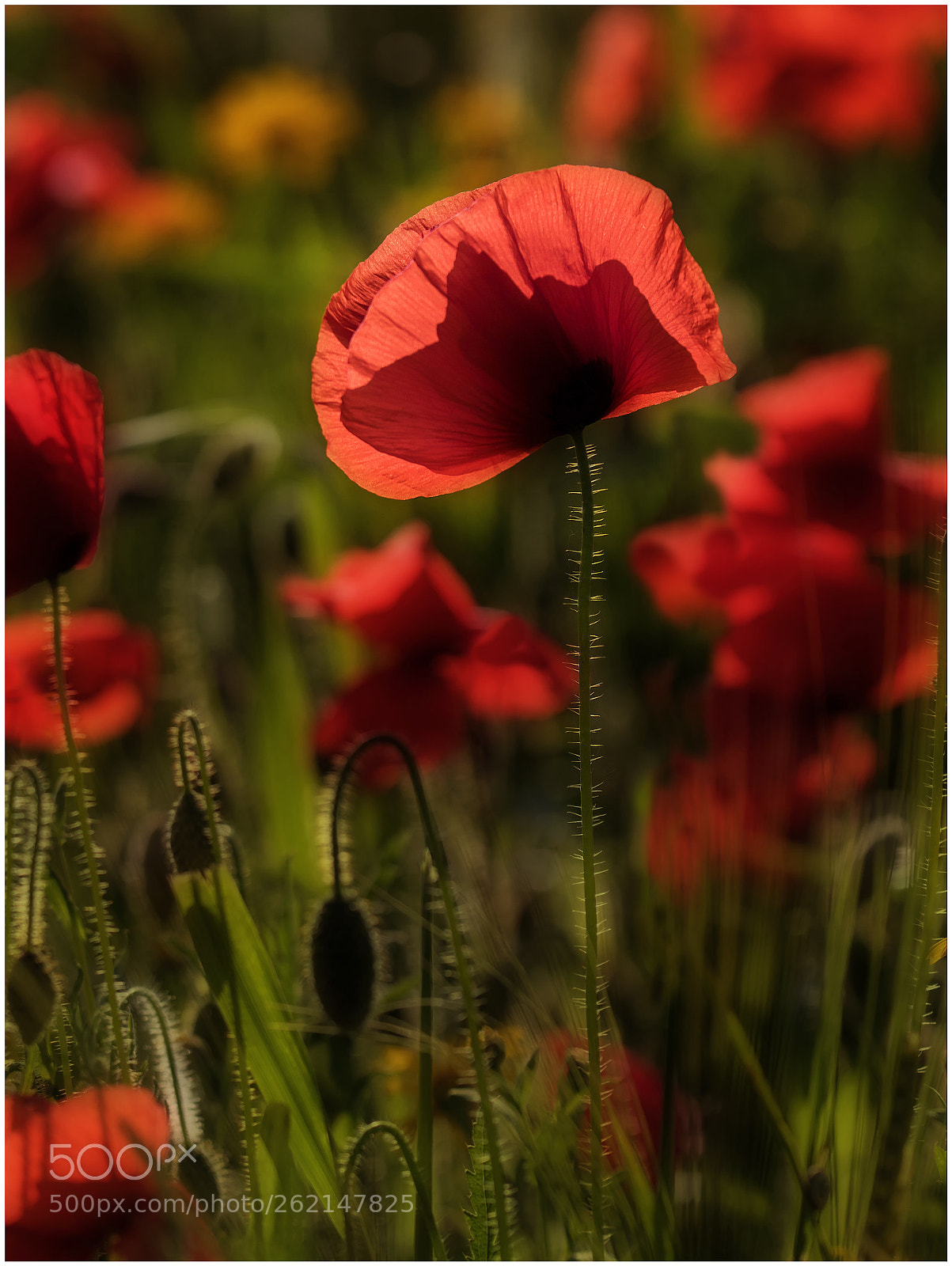 Canon EOS 80D sample photo. The poppy field photography