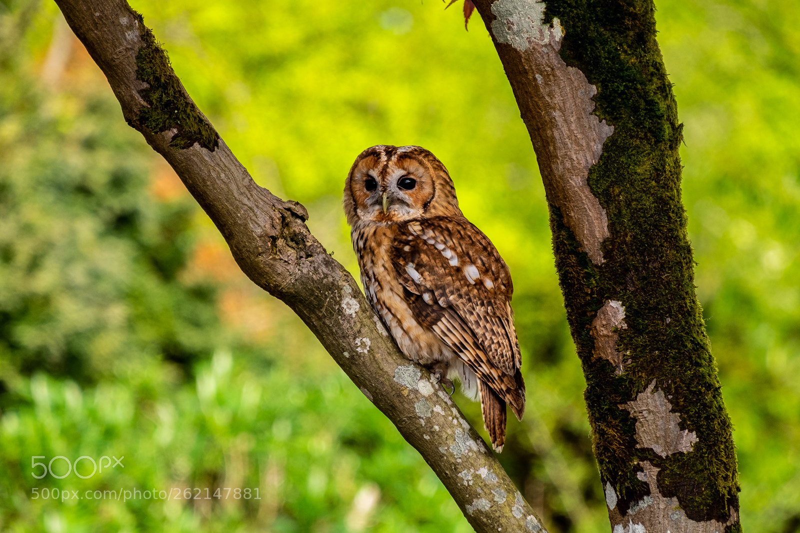 Fujifilm X-T1 sample photo. "tawny owl watching" photography