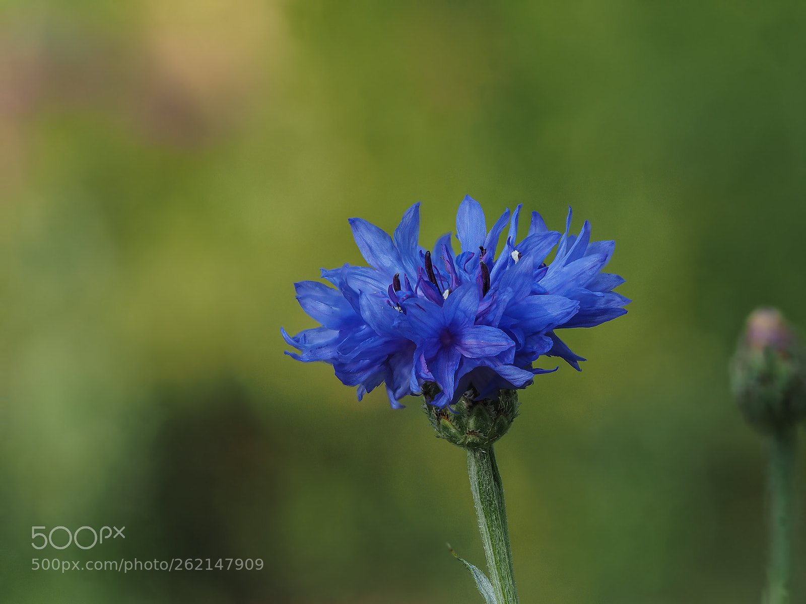 Olympus OM-D E-M5 II sample photo. Cornflower photography