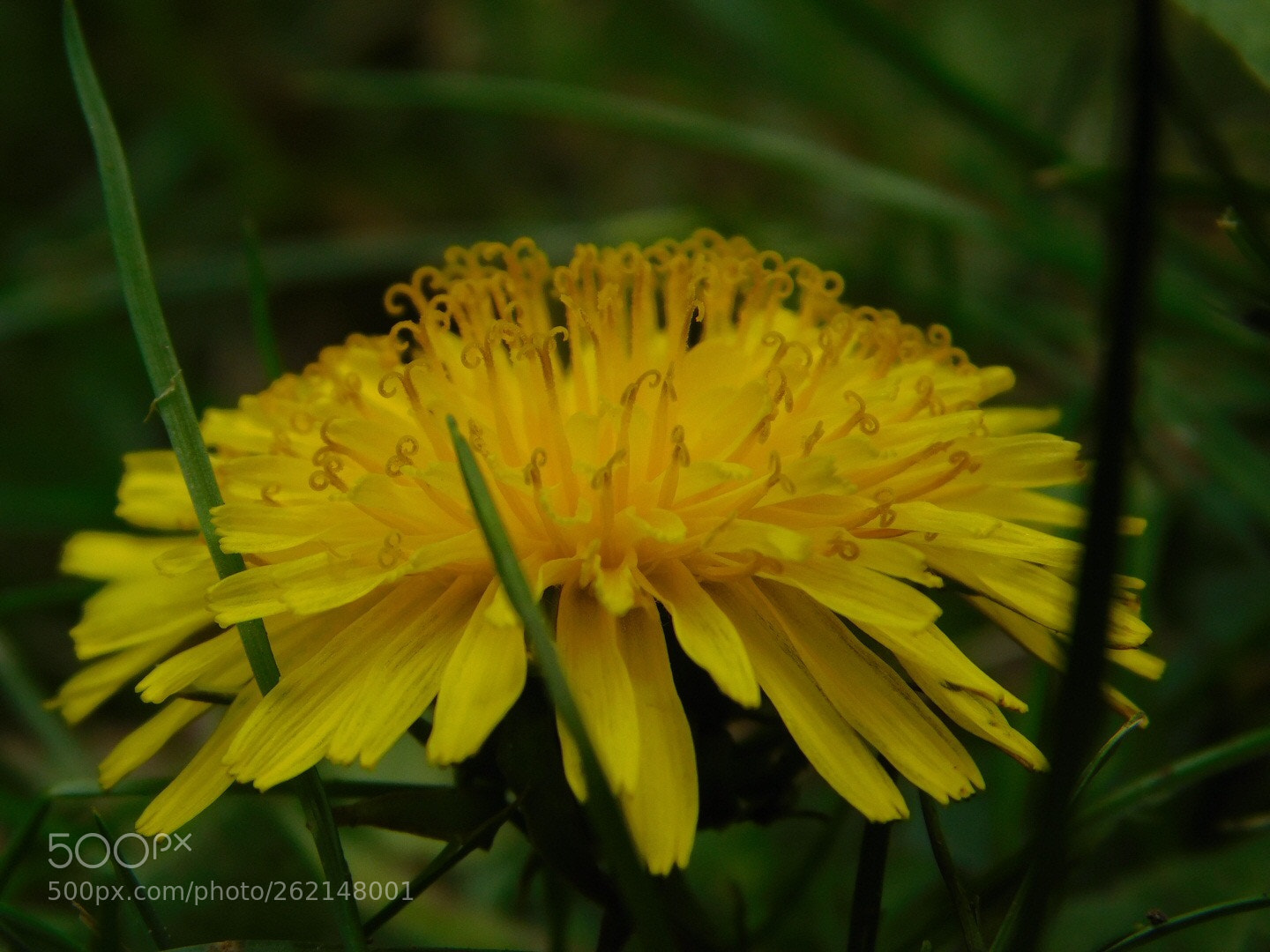 Nikon Coolpix B500 sample photo. Dandelion photography