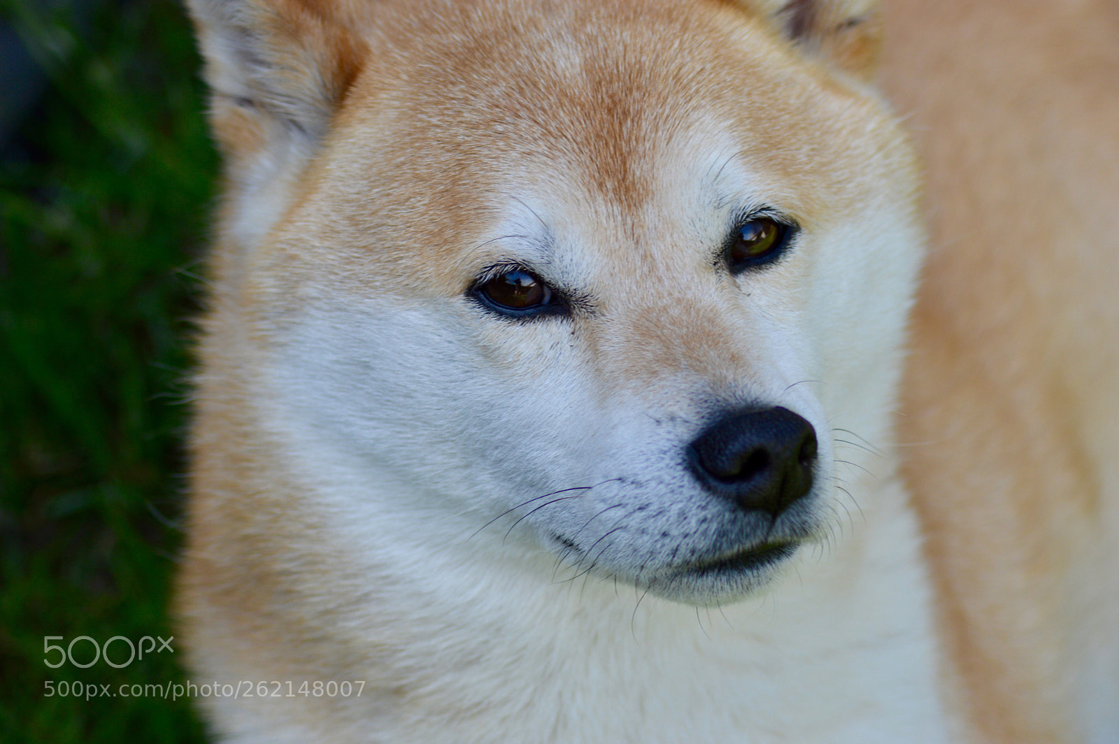 Nikon D3200 sample photo. Sonny the sheba  photography