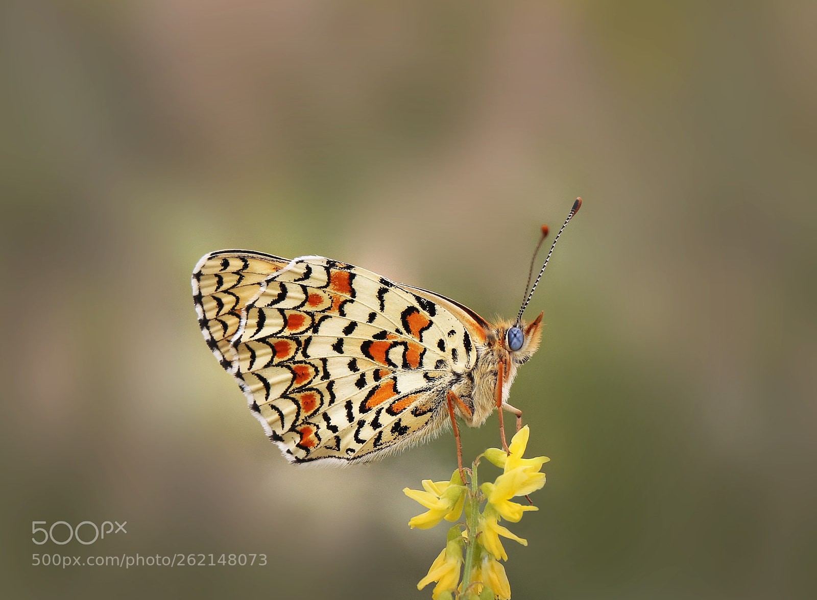Canon EOS 700D (EOS Rebel T5i / EOS Kiss X7i) sample photo. Knapweed fritillary photography