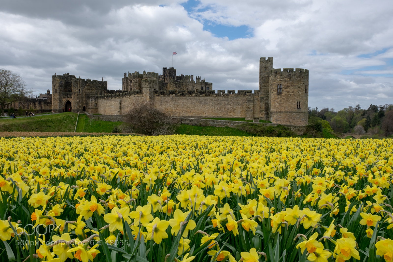 Fujifilm X-T1 sample photo. "castle and daffodils photography